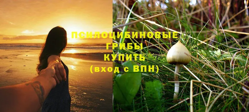 Галлюциногенные грибы Magic Shrooms  сколько стоит  Заозёрск 